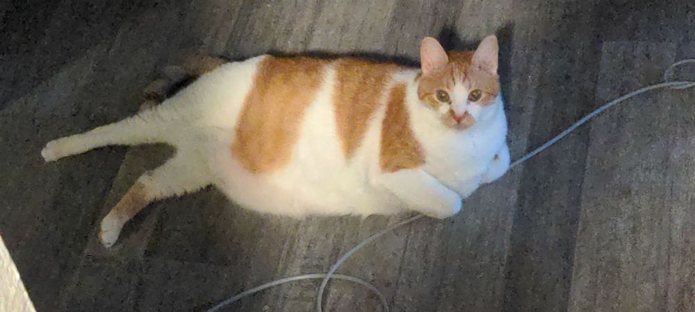 Orange and white tabby laying on the floor looking up at the camera