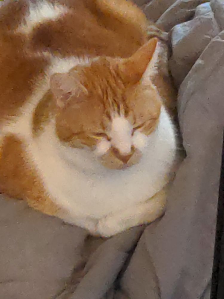 Orange and white tabby laying on a blanket with his arms tucked in and his eyes closed