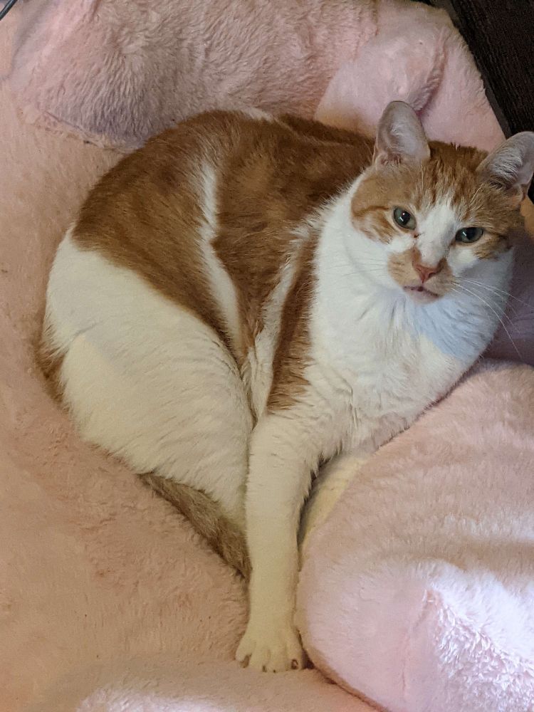 Orange and white tabby curled up on a pink plush couch looking at the camera