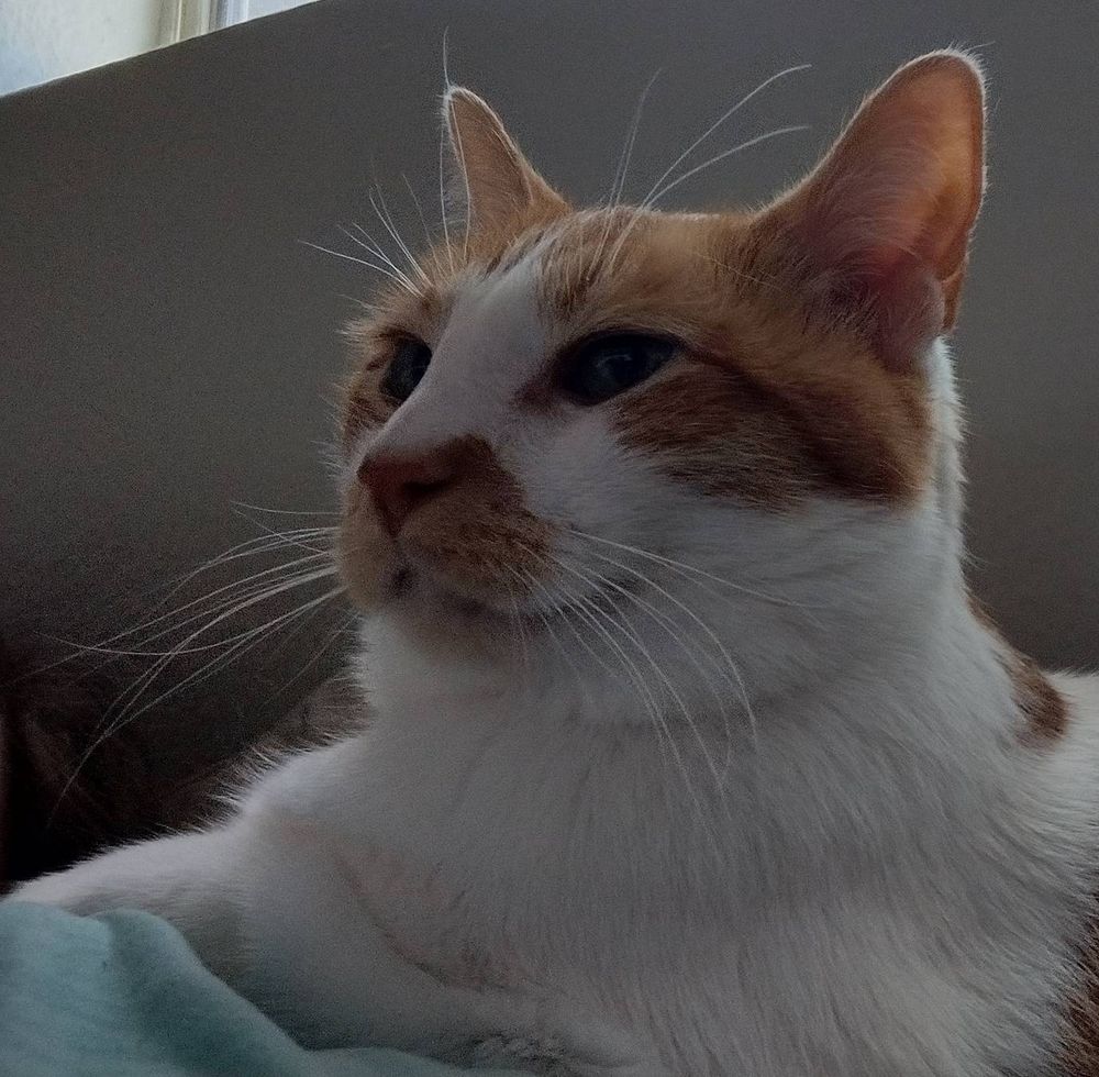 Close up of an orange and white tabby, his whiskers are very prominent
