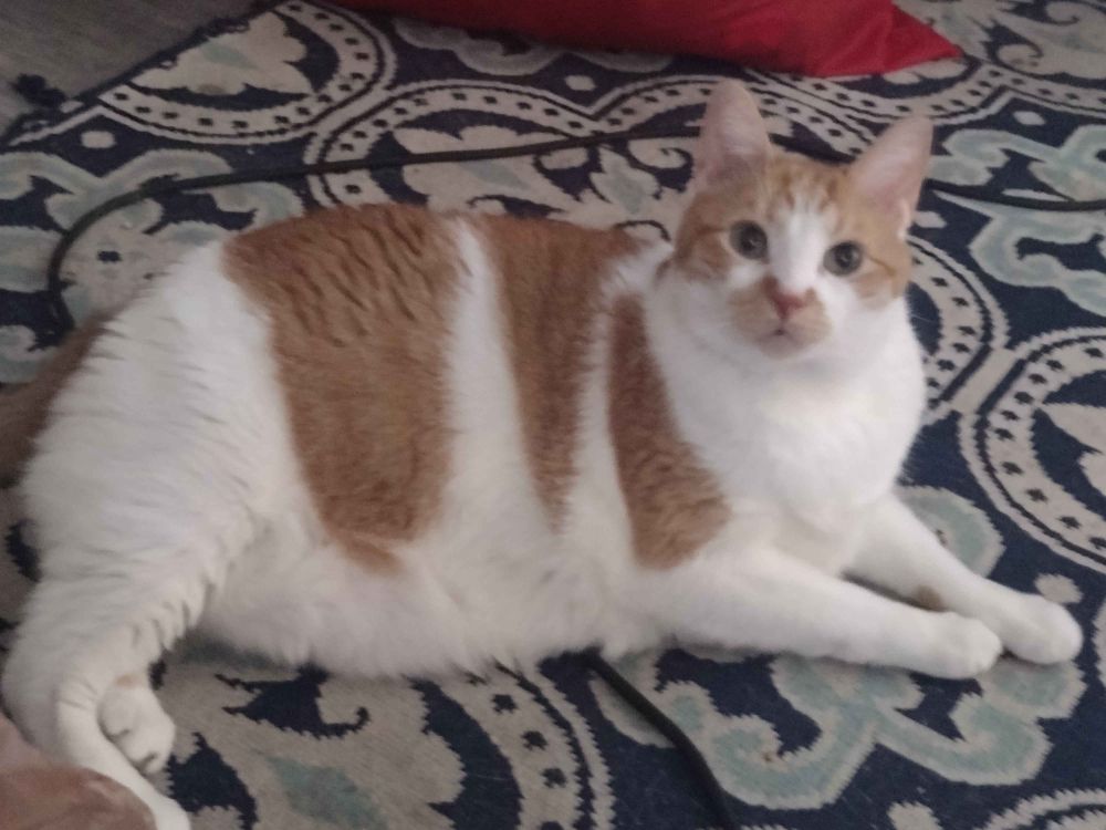 Orange and white tabby laying on a carpet and looking at the camera skeptically