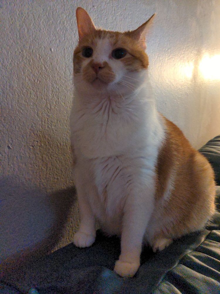Orange and white tabby sitting straight up on his back two feet, he looks very alert and handsome