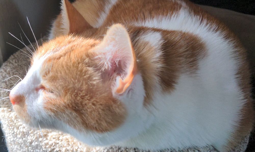 Orange and white tabby laying on a cat tower looking out a window and closing his eyes, the sun is highlighting his face