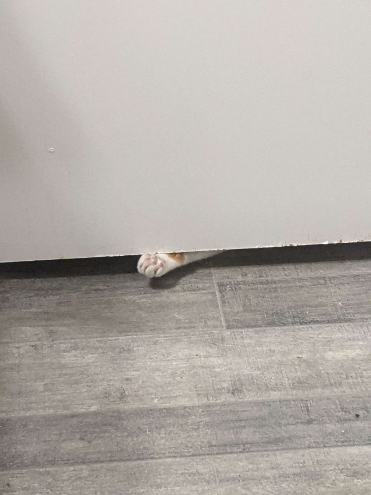 Orange and white cat paw sticking underneath a door