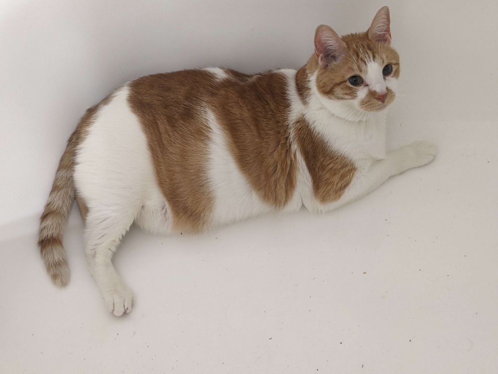 Orange and white tabby laying in a white bathtub, the way it's shot makes it look like he's in an endless white void