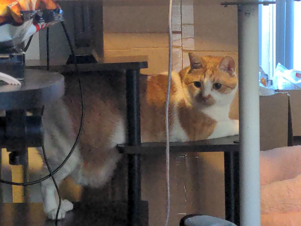 Orange and white tabby who is standing on a lower part of a tv stand and laying on a higher portion with the front half of his body