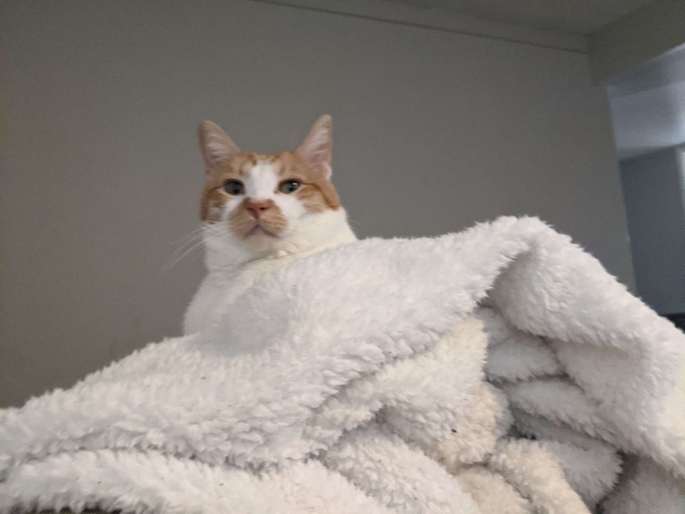 Orange and white tabby sitting on a plush blanket looking at the camera