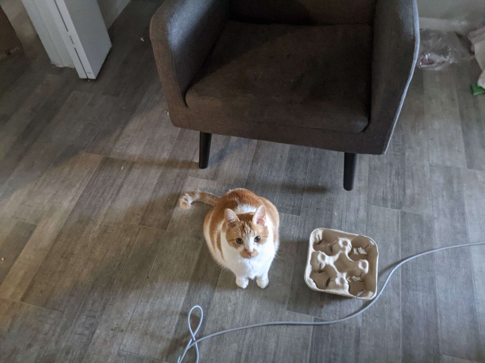 Orange and white tabby sitting on the floor, he is sitting next to a cardboard cupholder and is obviously about the size of it