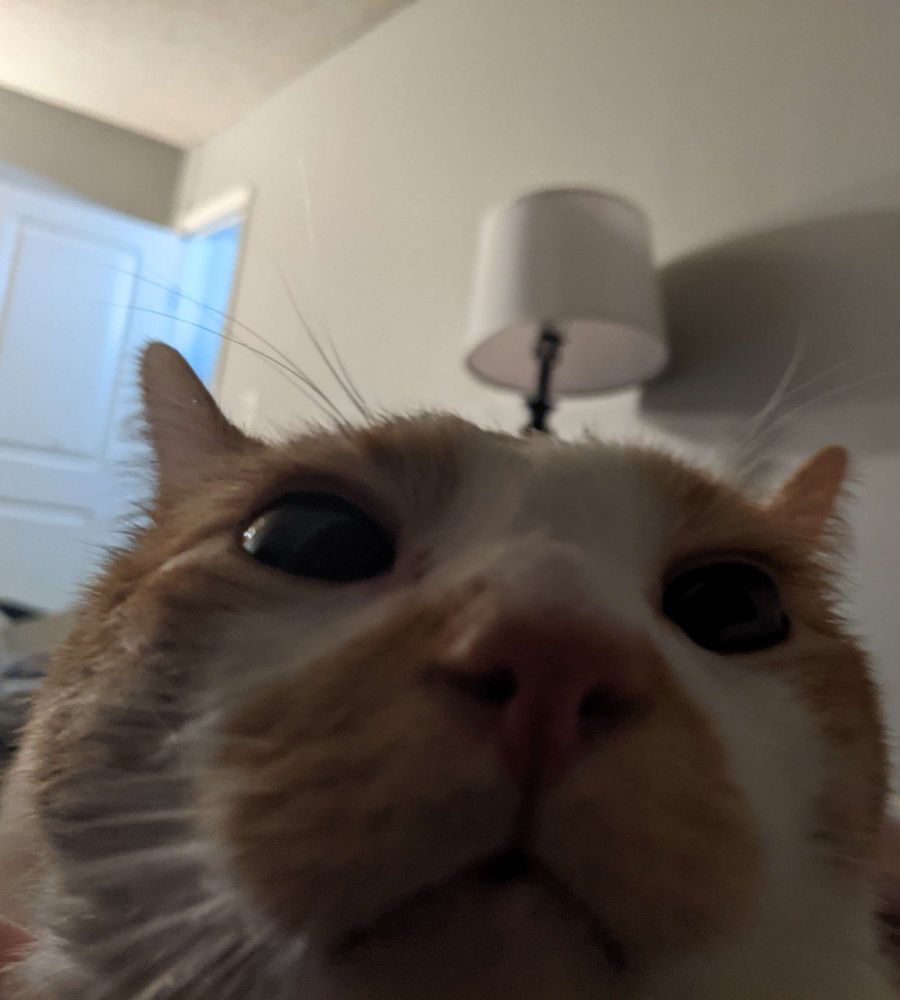 Close up of an orange and white tabby, there's a lamp behind him in such a way that it looks like he has a singular antenna