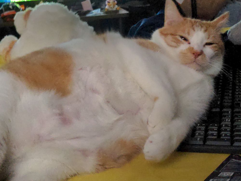 Orange and white tabby laying on his side with his eyes just barely open, you can see his soft tummy
