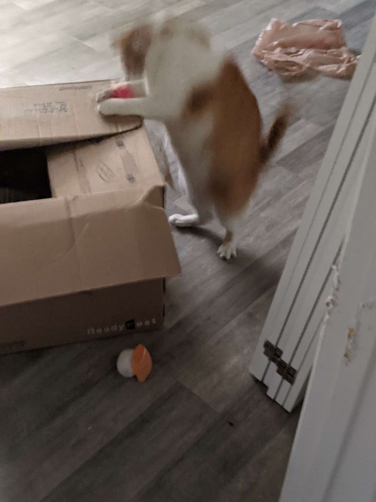 Blurry picture of an orange and white tabby standing on his back legs grabbing a plush toy off a cardboard box