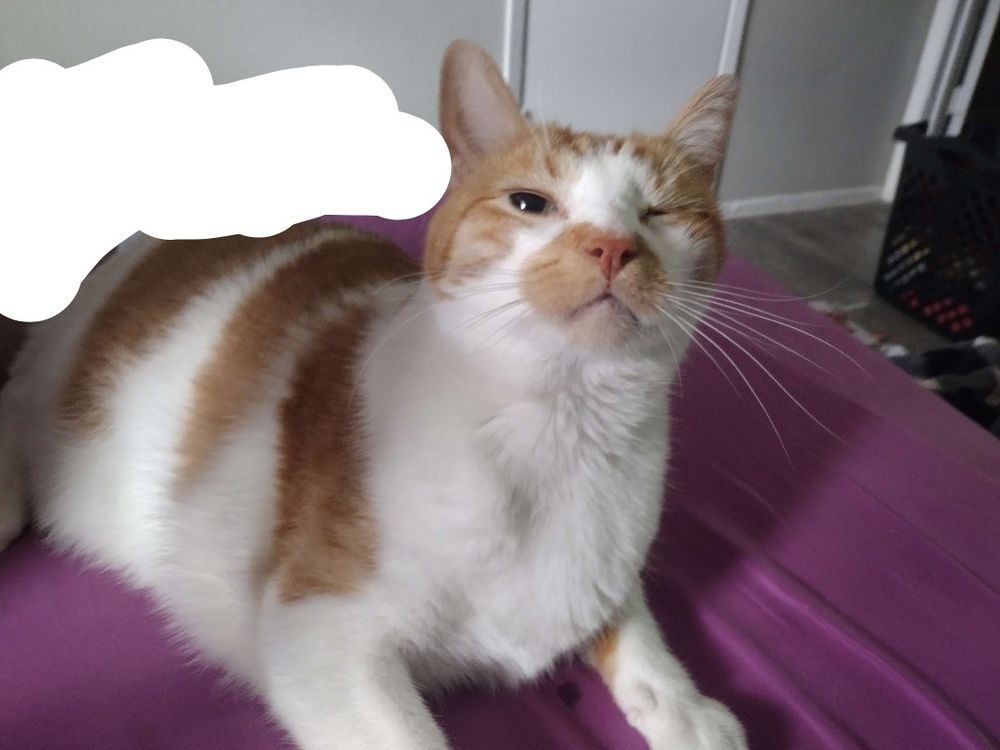Orange and white tabby laying down and winking