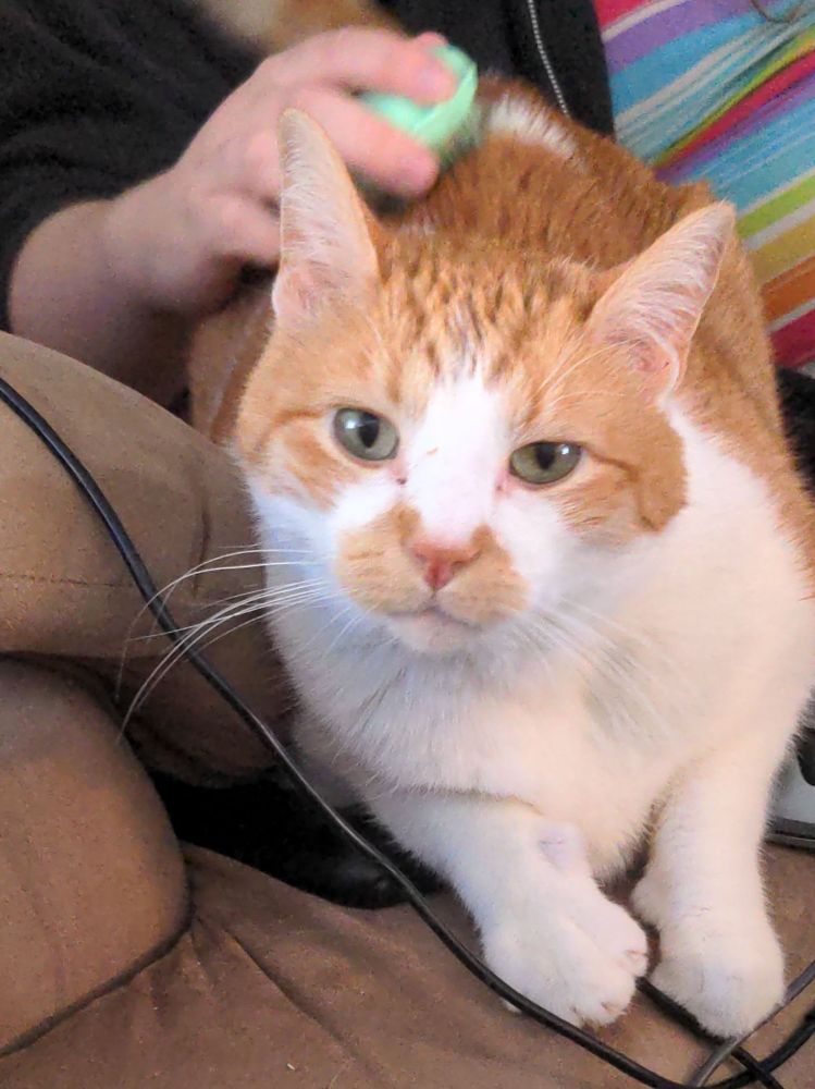Orange and white tabby looking at the camera while being brushed