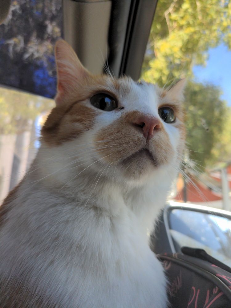 Orange and white tabby looking handsomely and observantly out from a car window