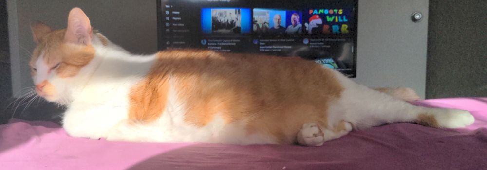 Orange and white tabby laying in a sunbeam closing his eyes, his front legs are tucked in
