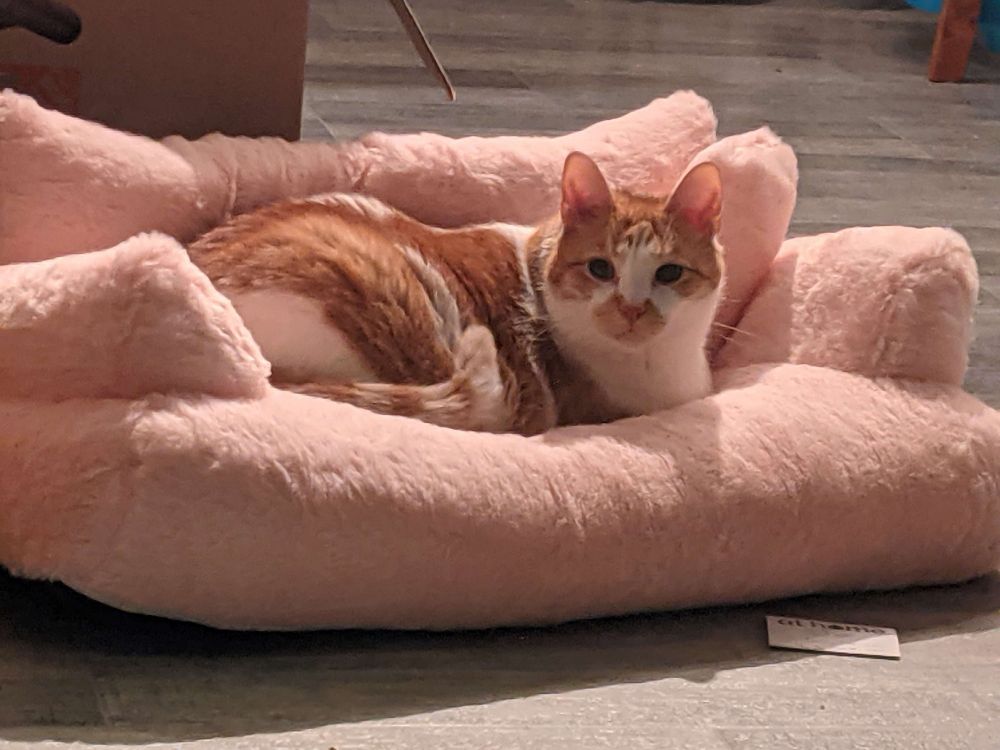 Same cat on the same couch but now hes awake and sticking his head up