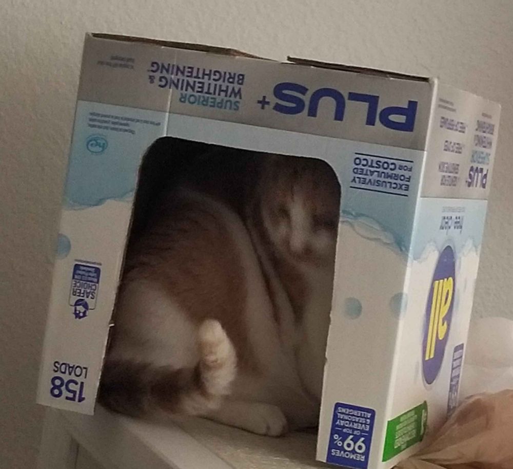 Orange and white tabby sitting under an overturned cardboard box with a hole in the front