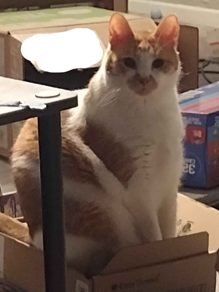 Orange and white tabby sitting on a box looking directly at the camera with a serious face