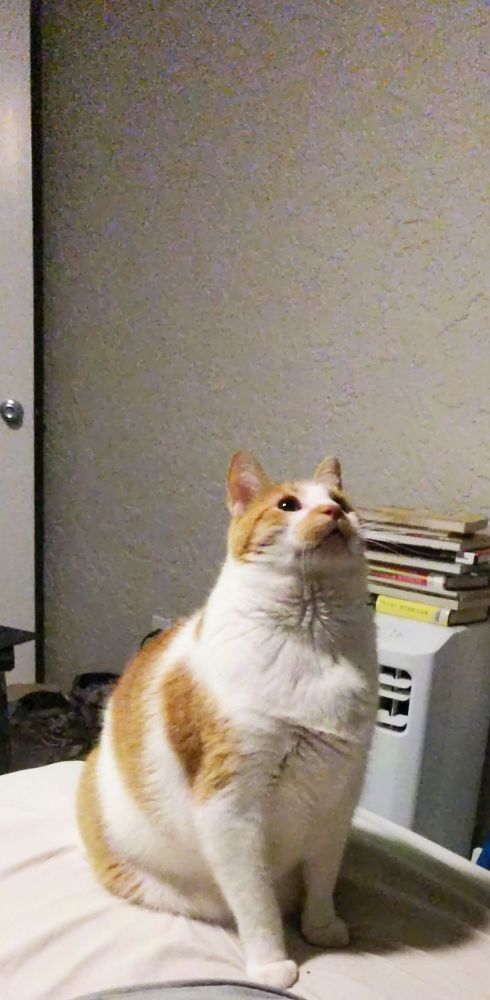 Orange and white tabby sitting on a bed, looking straight up into the air with completely black baby eyes