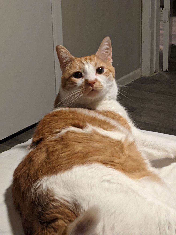 Orange and white tabby laying down on a bed and looking at the camera