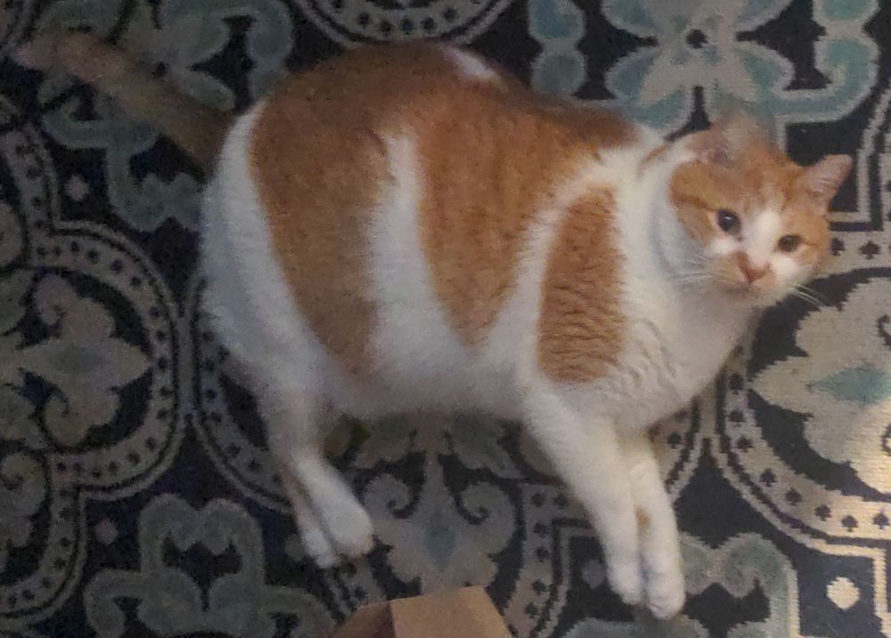 Orange and white tabby laying on his side on a carpet