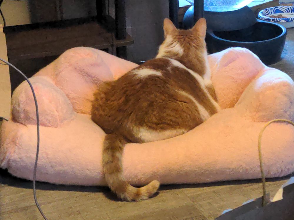 Orange and white tabby laying on a pink plush couch facing towards the back, his tail is hanging off the couch in an L shape