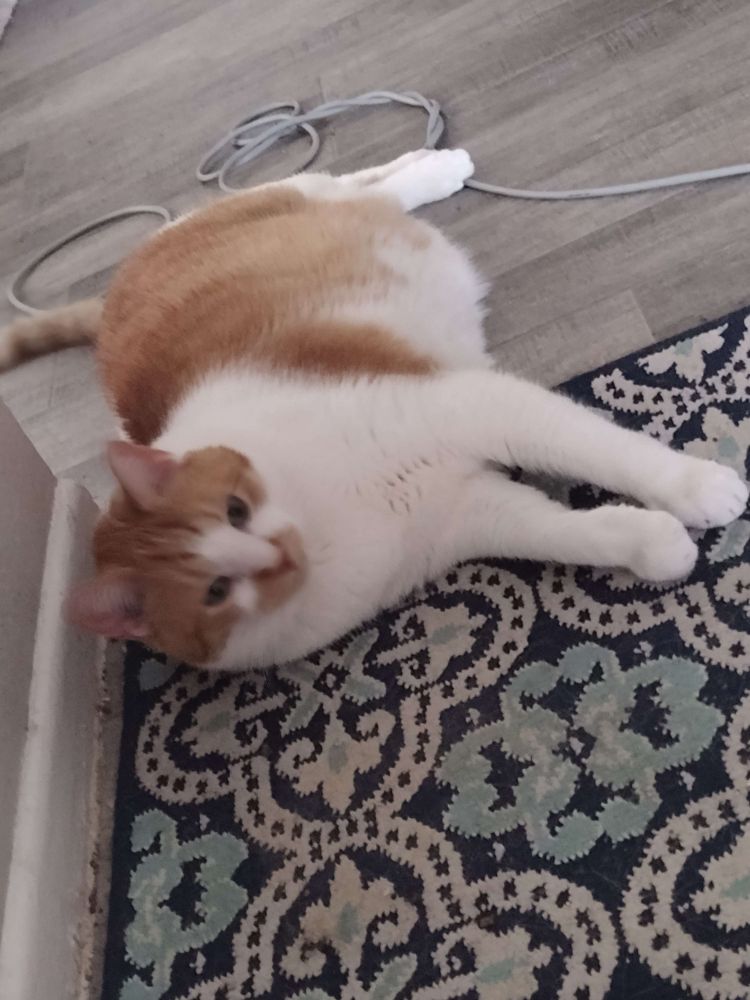 Orange and white tabby laying on his side, halfway on a carpet