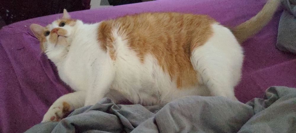 Orange and white tabby laying on his side looking up into the air with big black baby eyes