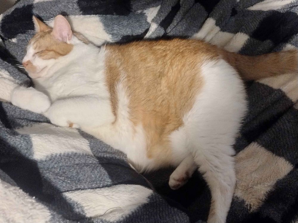 Orange and white tabby laying on a blanket with his legs stretched out and his front paws tucked in