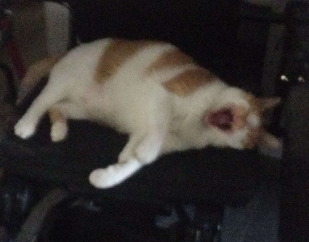 Blurry picture of an orange and white tabby laying on his side in a wheelchair, he is yawning so big you can see his fangs even through the blur