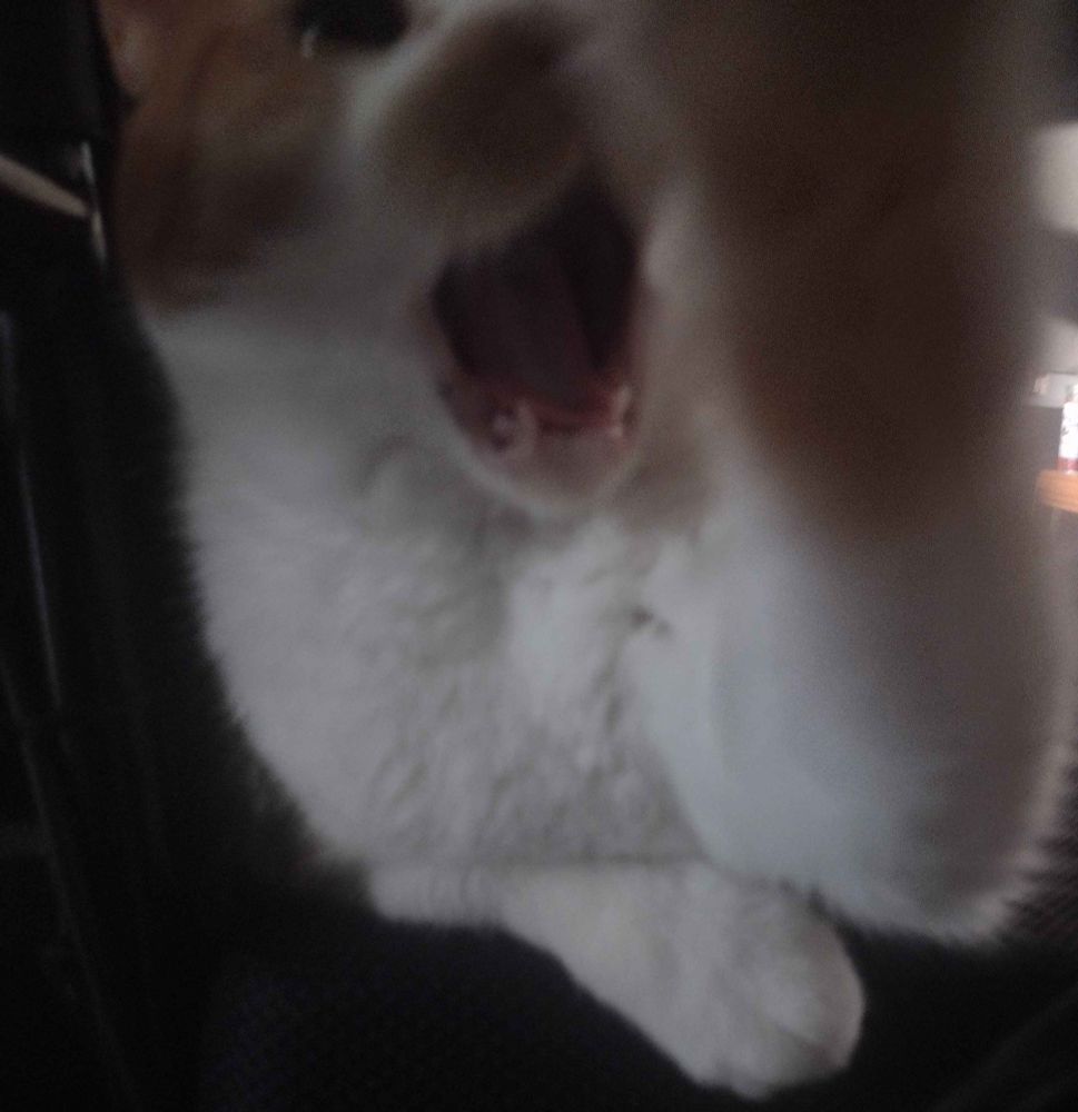 Orange and white tabby smacking the camera and showing his fangs