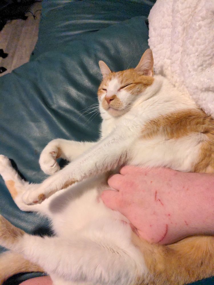 Orange and white tabby laying on his side having his tummy pet, he has his eyes closed
