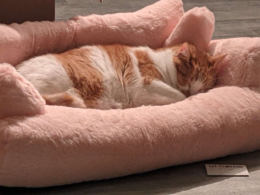 Orange and white tabby laying on a pink plush couch sleeping