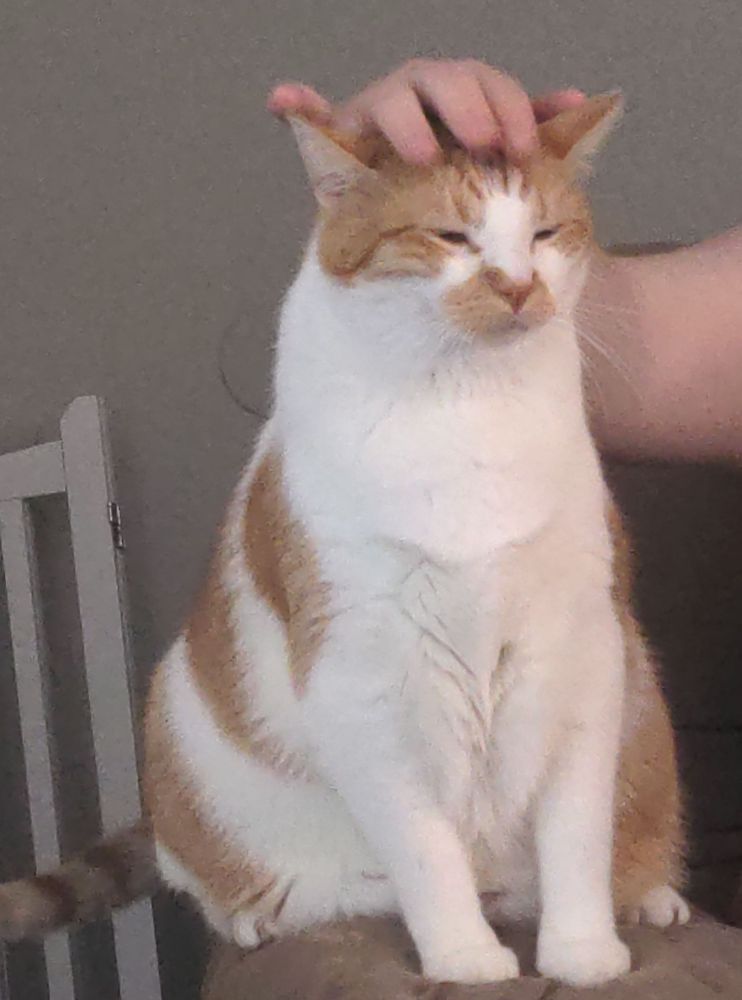 Orange and white tabby sitting up on a couch armrest, he is having his head pet and is closing his eyes