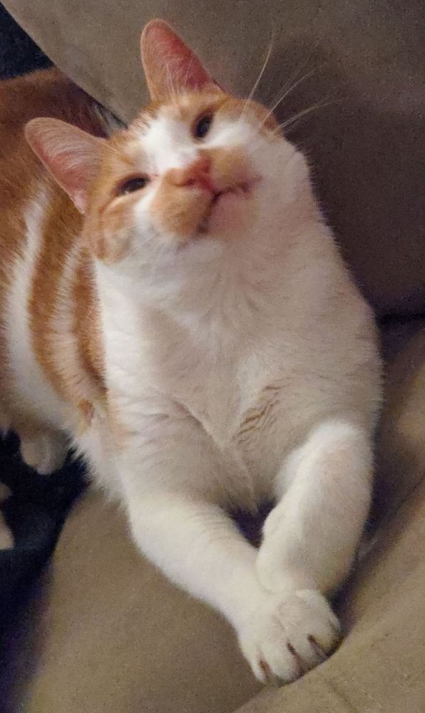 Orange and white tabby laying on a sofa giving a toothy, silly grin
