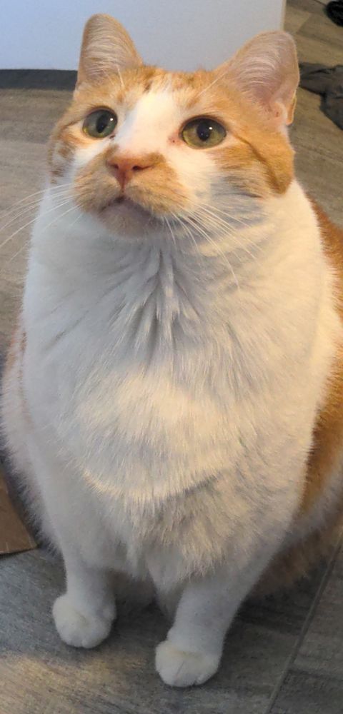 Fish eye lens photo of an orange and white tabby sitting on the ground looking up at the person holding the camera