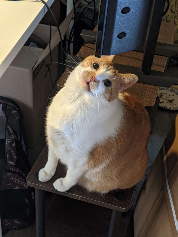 Orange and white tabby sitting on a tv stand smiling delightfully