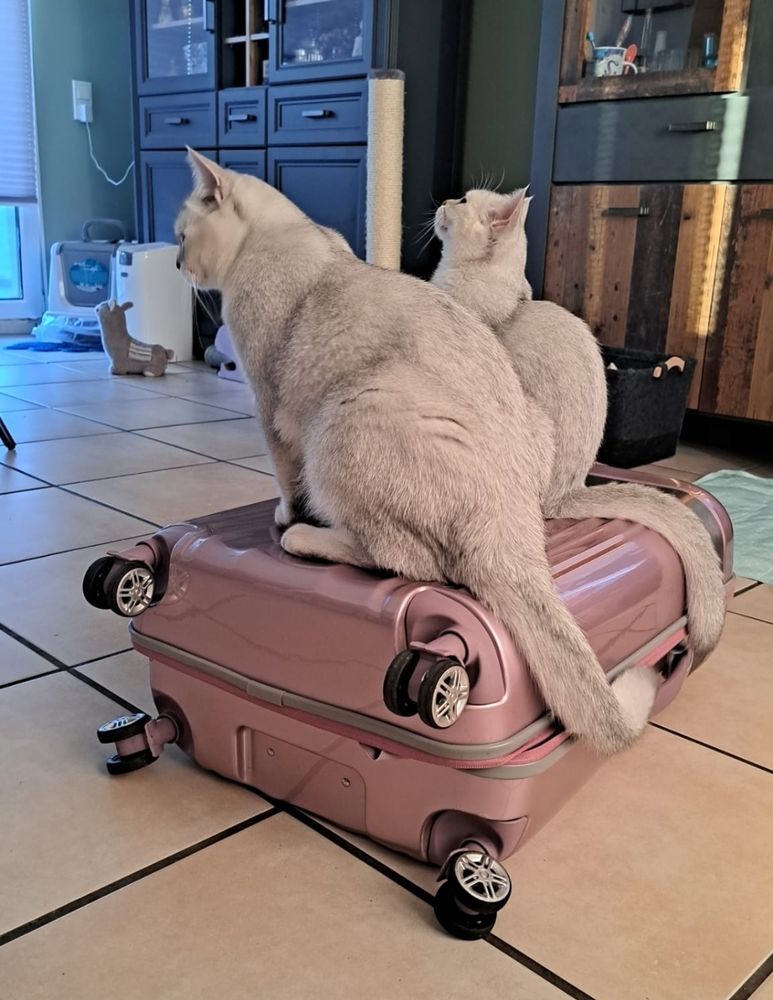 2 weiß-graue Britisch Kurzhaar-Katzen sitzen auf einem rosa Trolley, der auf cremefarbenen Fliesen liegt 
