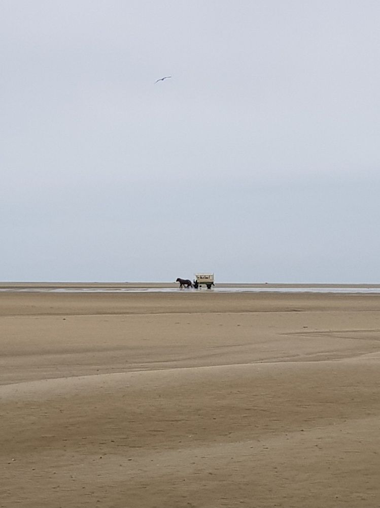 Ein schier endloser Strand unter blassblauem Himmel. In der Ferne ein kleiner Planwagen, gezogen von einem dunklen Pferd. Oben am Himmel die blasse Silhouette einer Möwe. 