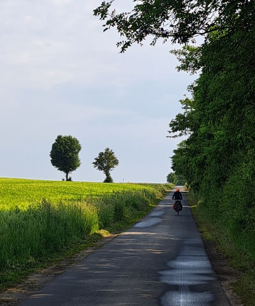 Eine geteerter Weg, der bergauf führt. Darauf ein Radfahrer mit Gepäcktaschen. Rechts des Weges hohe Sträucher und Bäume, links des Weges ein blühendes Rapsfeld. Am Horizont 2 Bäume im Feld. 