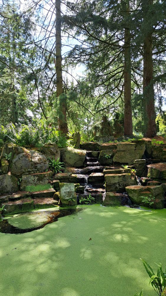 Eine Wasserfläche mit leuchtend grünem "Entenschnatter" bewachsen. Im Hintergrund eine Steinmauer, über die Wasser rinnt. Dahinter hohe Nadelbäume, die lichten Schatten werfen. 