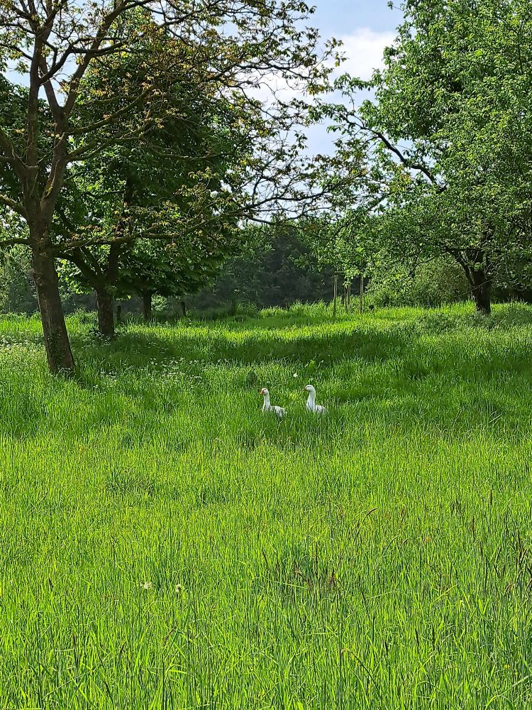 2 weiße Gänse auf einer Wiese im hohen Gras. Rechts und links stehen Obstbäume und am Ende der Wiese viele Bäume und Sträucher. 