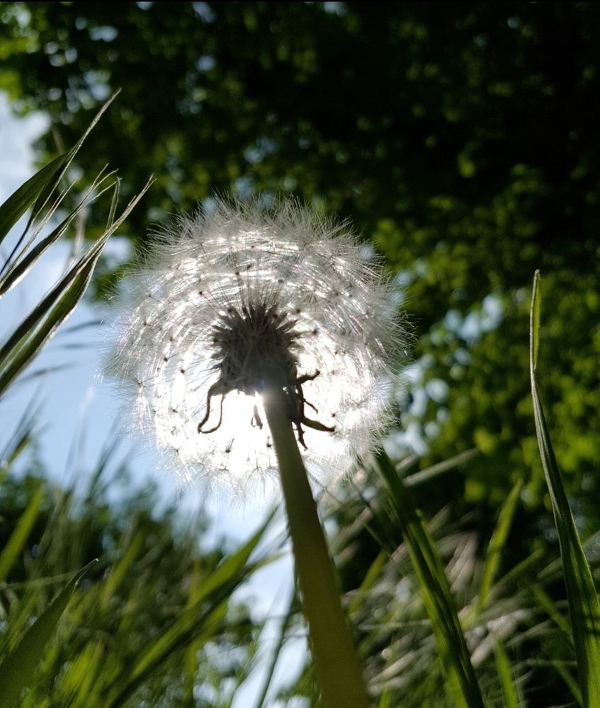Eine "Pusteblume" von unten gegen die Sonne fotografiert. Umrahmt von Gras, darüber eine Baumkrone und ein hellblauer Himmelausschnitt. 
