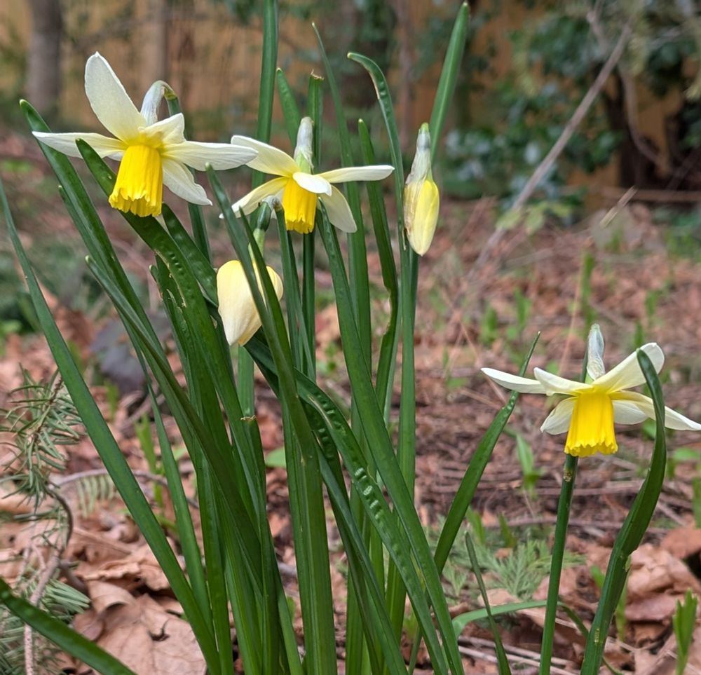 Yellow and white daffodils with green leaves and stems bloom among last year's brown leaves.