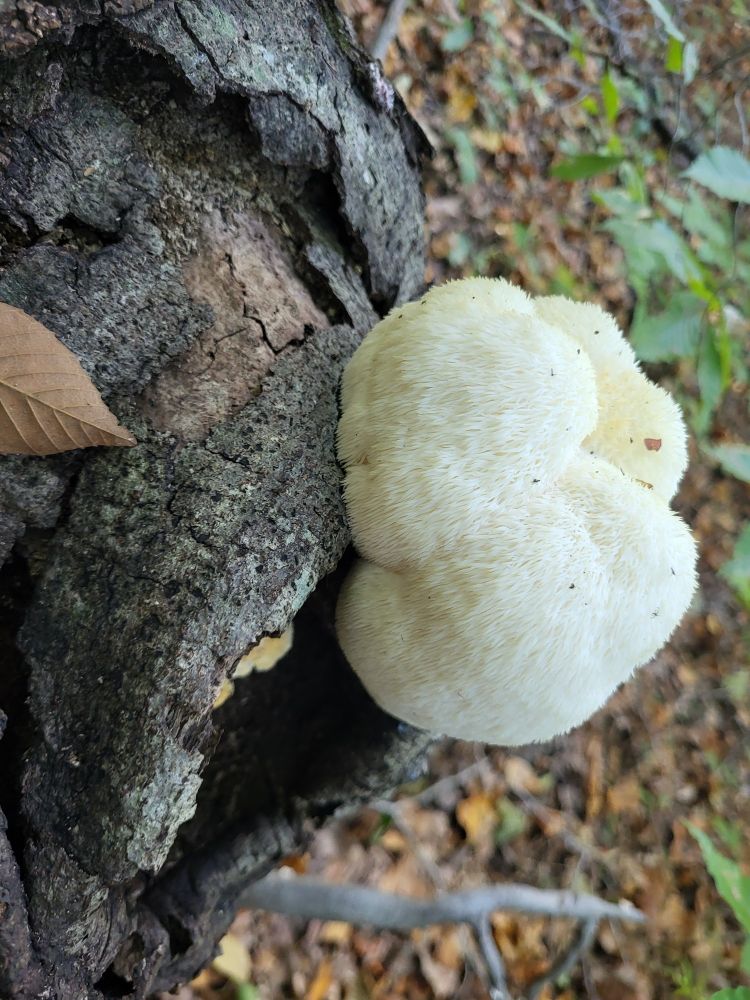 Lions mane mushroom on a fallen log