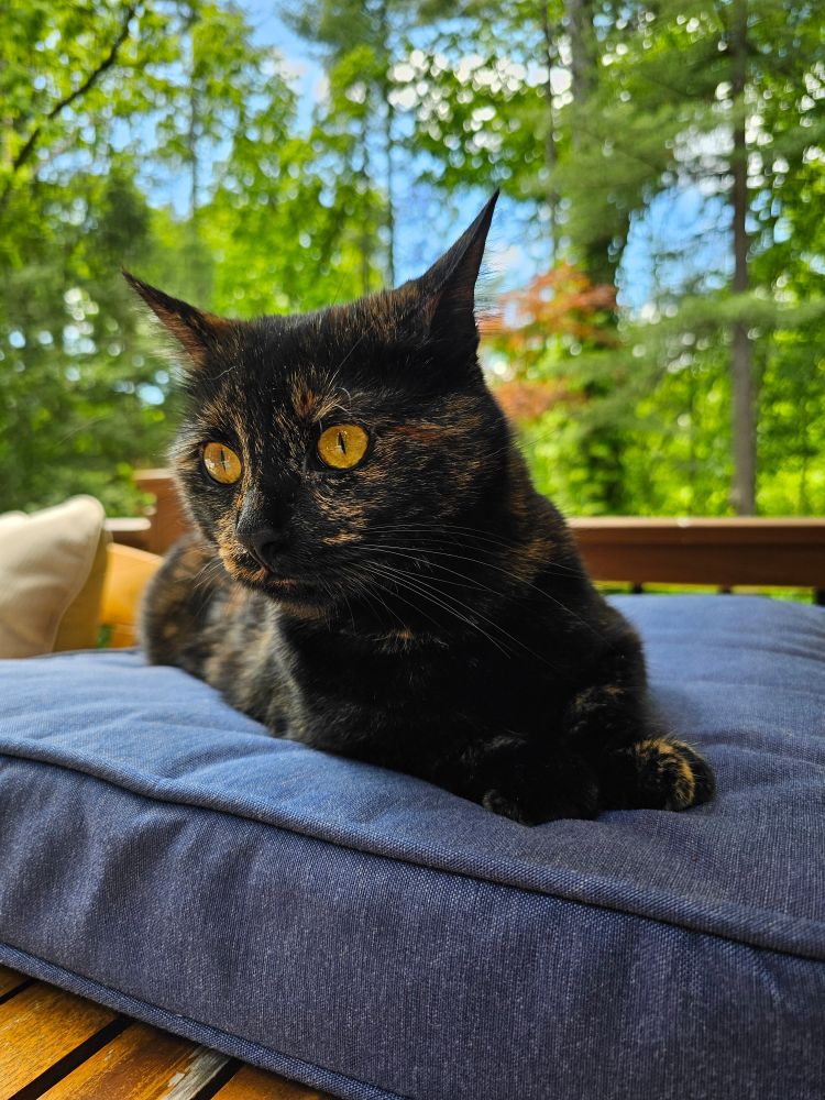 Penny the tortie cat
