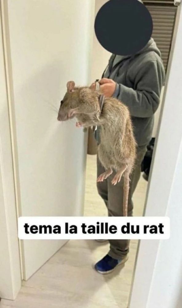 Meme "Tema la taille du rat", un homme dans l'encadrement d'une porte qui tient un rat par le cou, qu'une illusion d'optique fait paraître gigantesque
