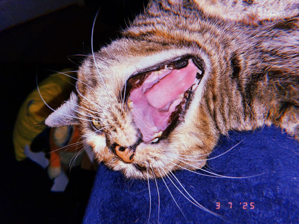 Cat laying down yawning