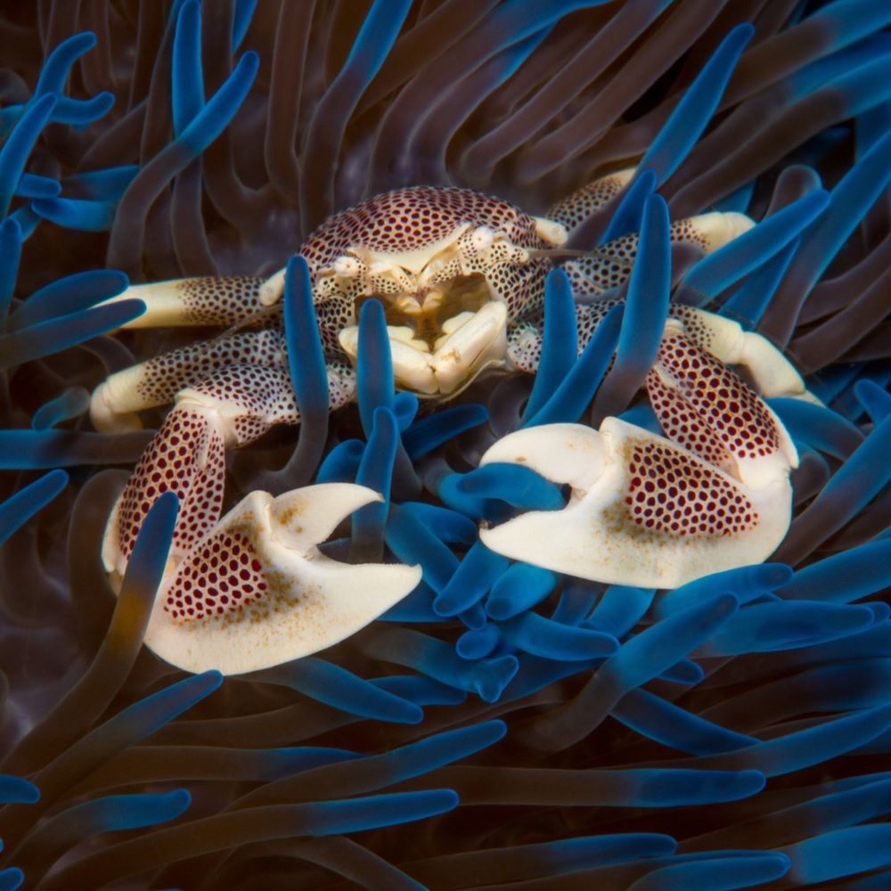 A white and brown speckled crab, facing the camera, lounges inside a vivid blue sea anemone