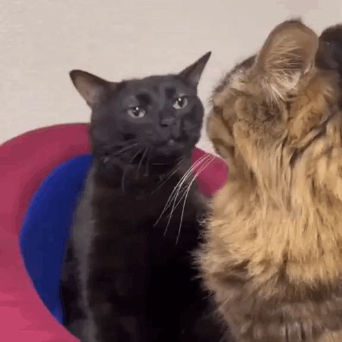 a black cat and a brown cat are looking at each other in a room .